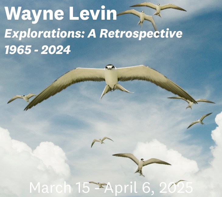 Seagulls flying against a cloudy sky, featuring text: "Wayne Levin, Explorations: A Retrospective 1965-2024, March 15 - April 6, 2025.