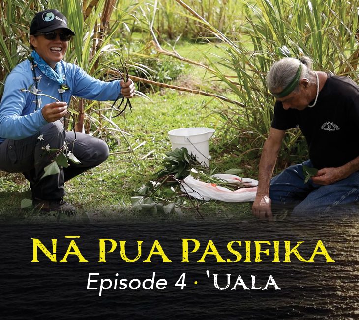 Two people gather plants outdoors near tall grass, with a white bucket beside them. Text on image reads: “NĀ PUA PASIFIKA Episode 4: ʻUALA.”.
